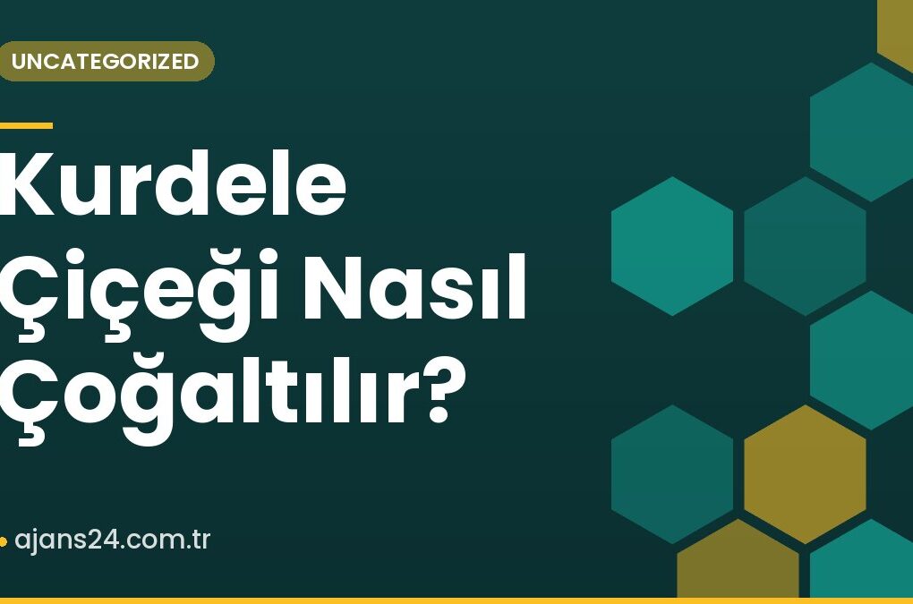 Kurdele Çiçeği Nasıl Çoğaltılır?
