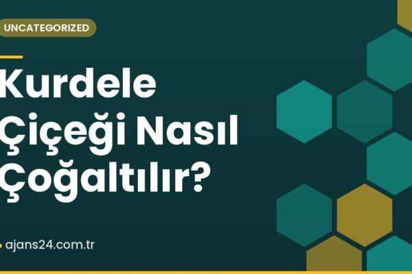 Kurdele Çiçeği Nasıl Çoğaltılır?