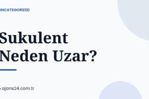 Sukulent Neden Uzar?